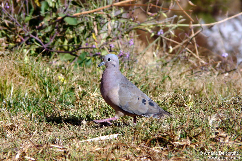 Eared Dove