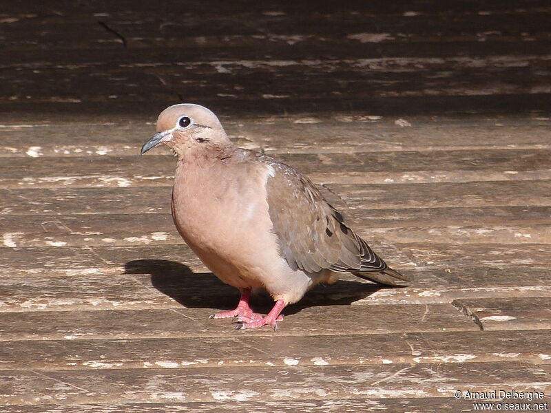 Eared Dove