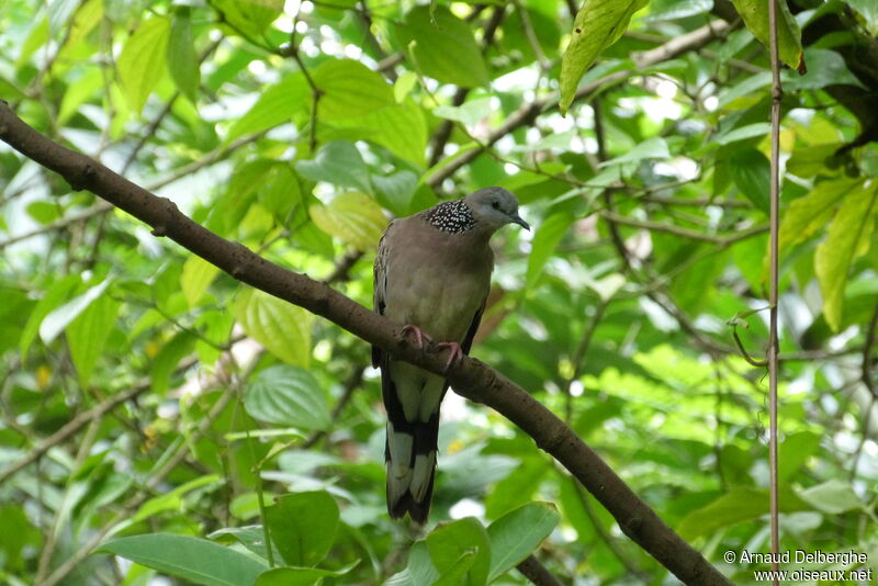 Spotted Dove