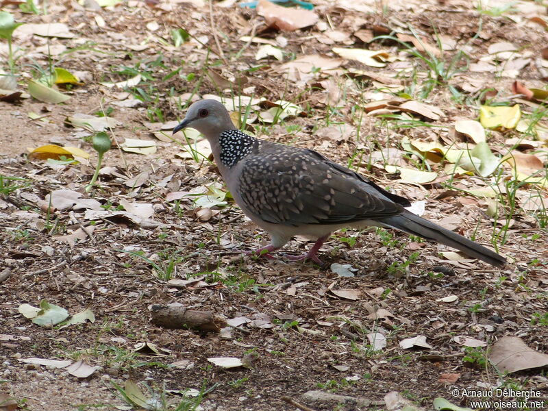 Spotted Dove