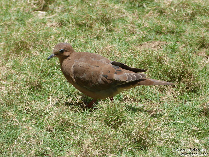 Mourning Dove