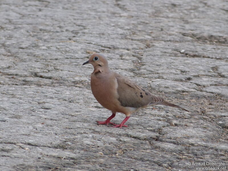 Mourning Dove