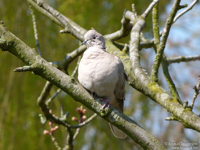 Eurasian Collared Dove