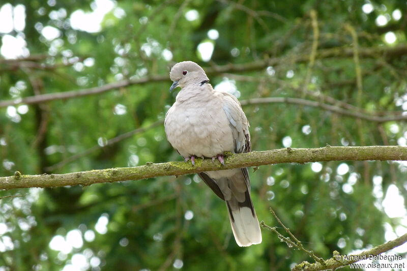 Eurasian Collared Dove