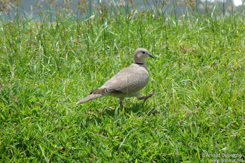 Eurasian Collared Dove