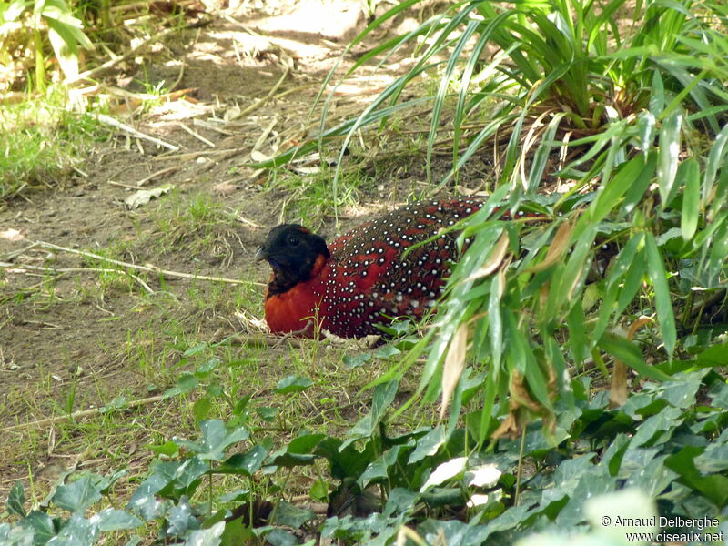 Tragopan satyre