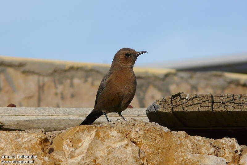 Brown Rock Chatadult, habitat