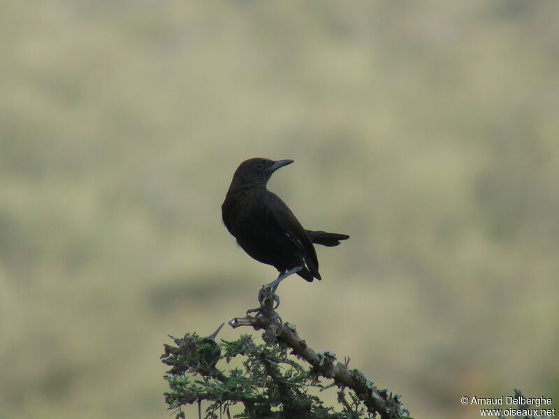 Anteater Chat