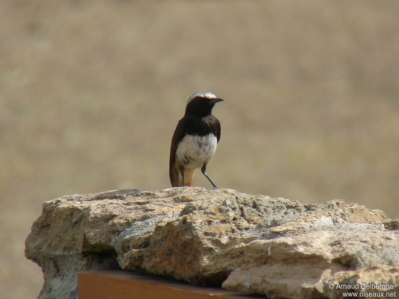 Abyssinian Wheatear