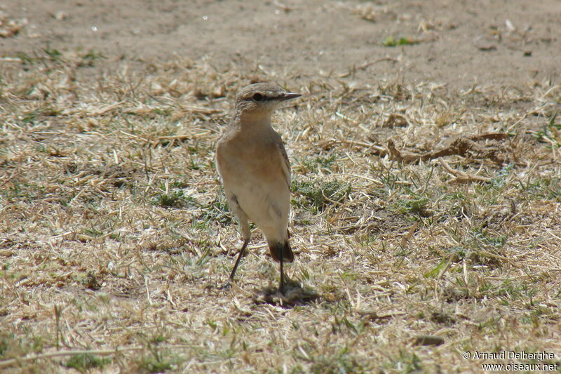 Isabelline Wheatear