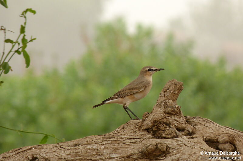 Isabelline Wheatear