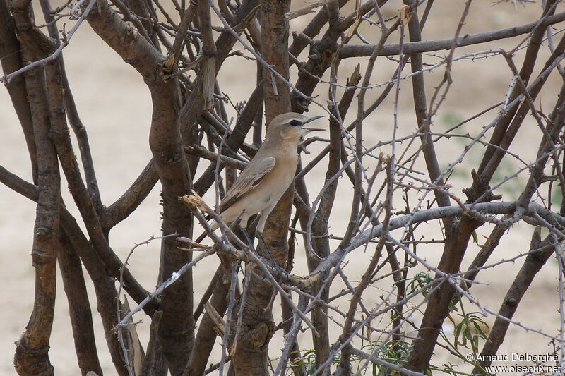 Isabelline Wheatear