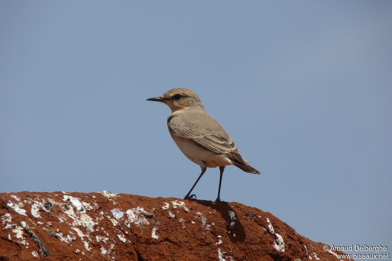 Isabelline Wheatear