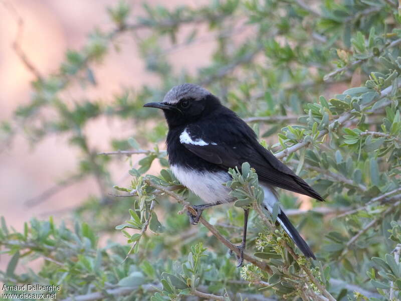 Traquet montagnard mâle adulte, identification