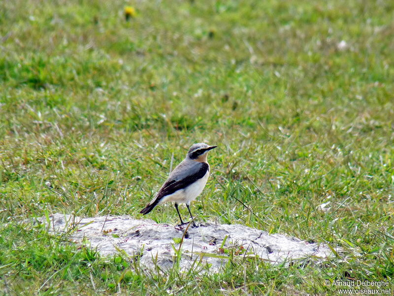 Northern Wheatear