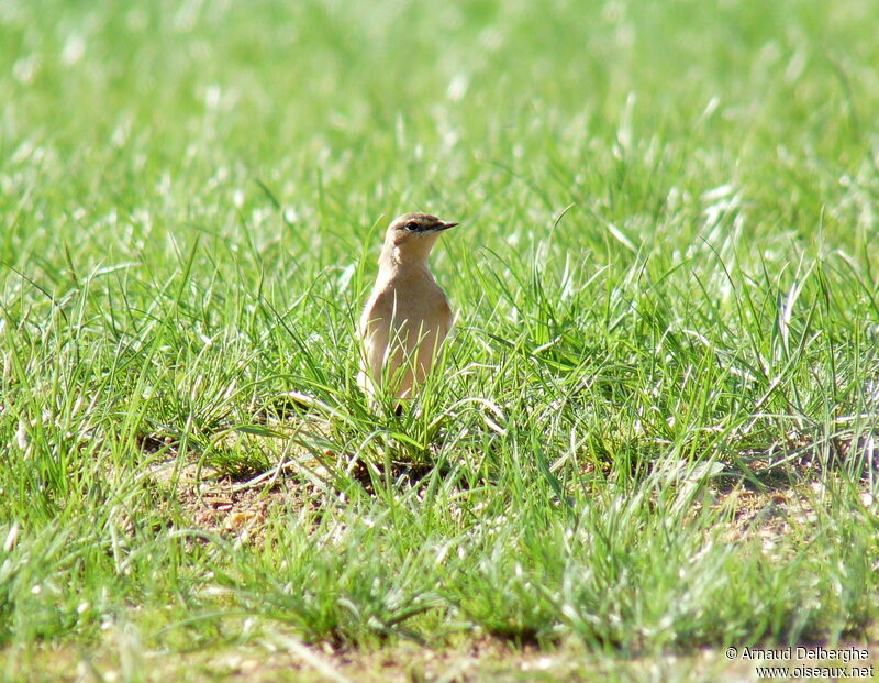 Northern Wheatear