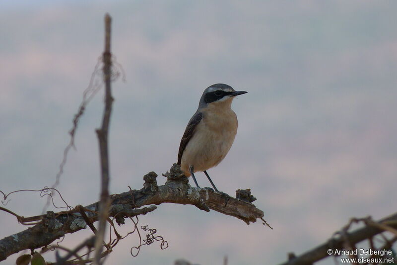 Northern Wheatear