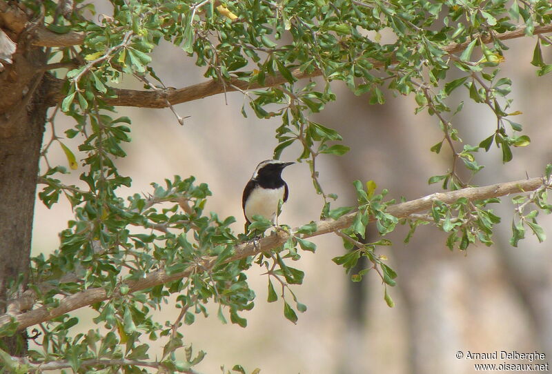 Pied Wheatear