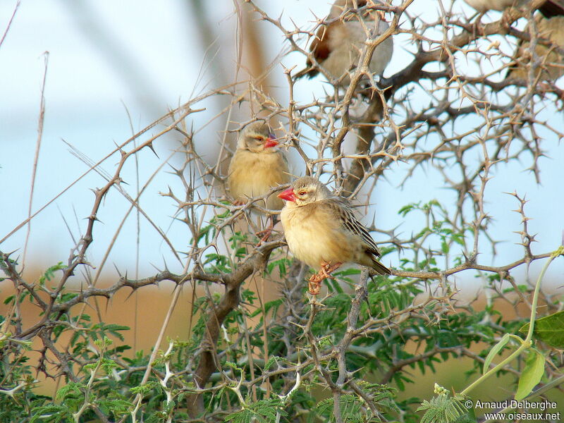 Red-billed Quelea