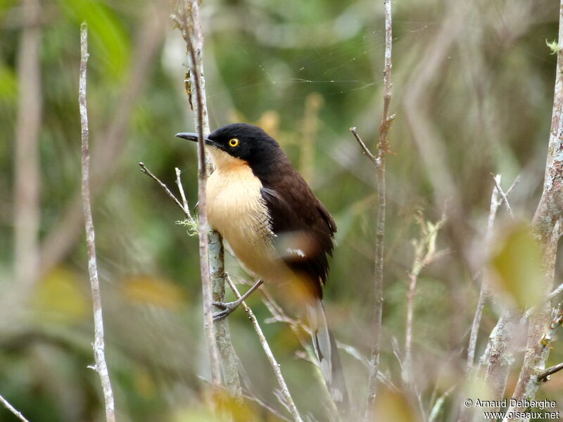 Black-capped Donacobius