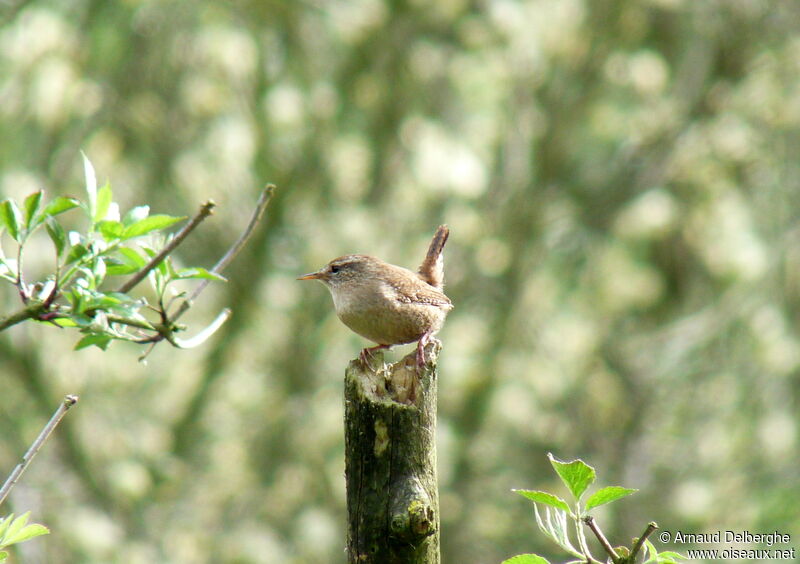 Eurasian Wren