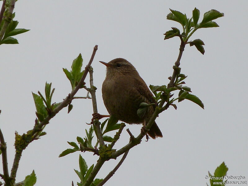 Eurasian Wren