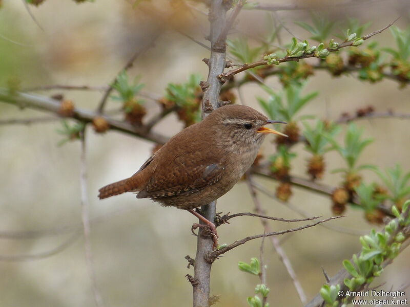 Eurasian Wren