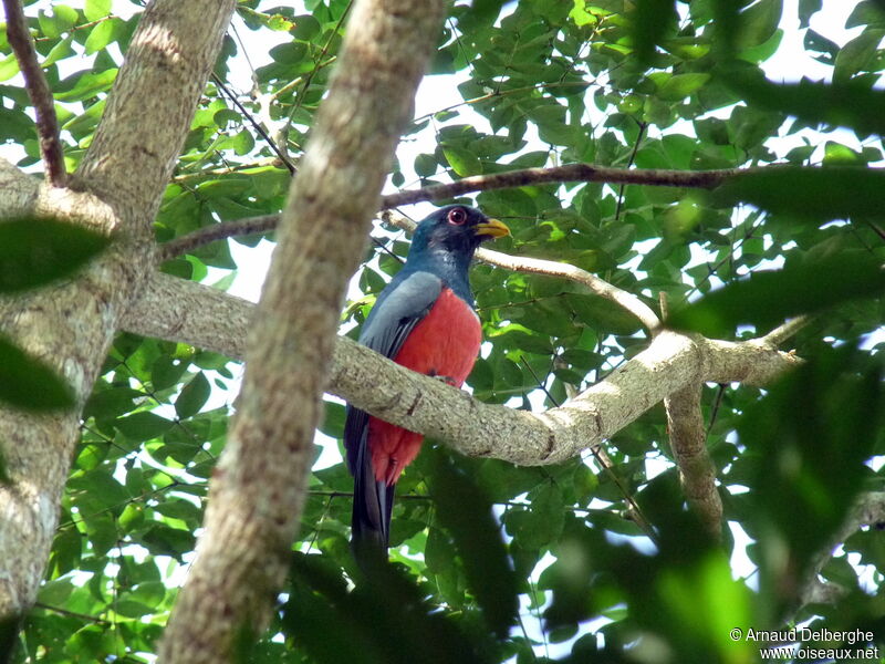 Black-tailed Trogon male