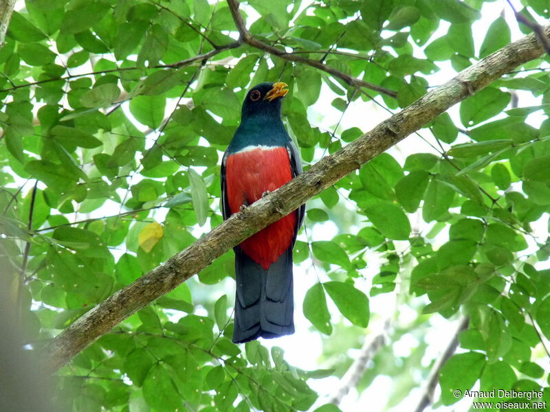 Black-tailed Trogon male