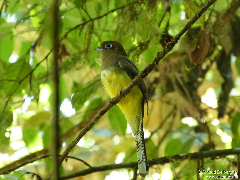 Trogon aurore femelle