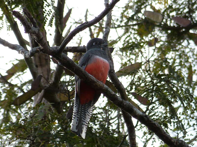 Trogon couroucou femelle adulte, habitat, pigmentation