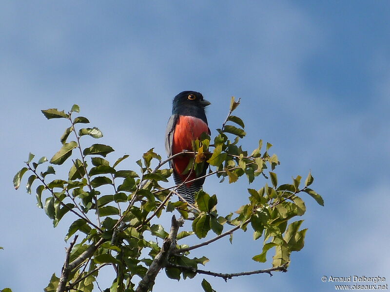 Blue-crowned Trogon male