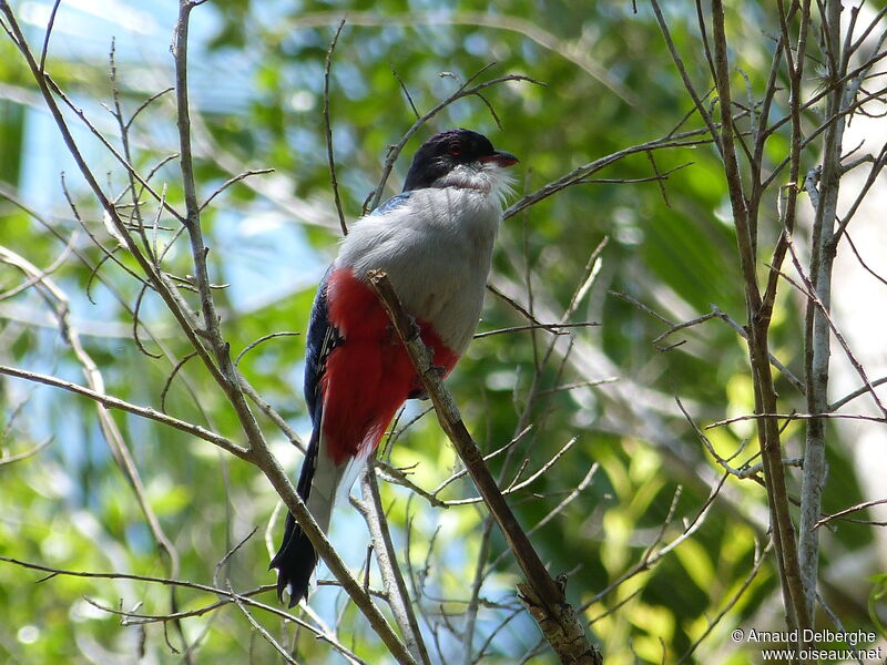 Trogon de Cuba