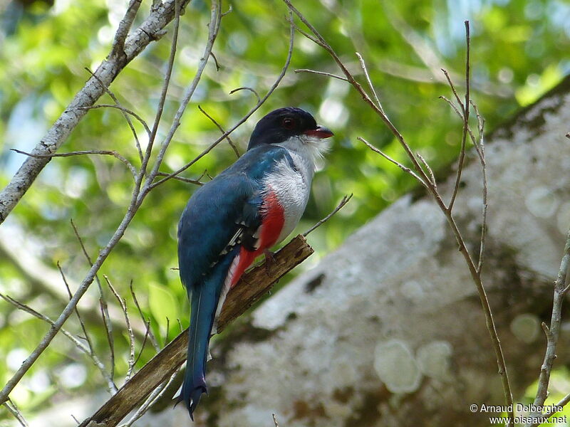 Trogon de Cuba