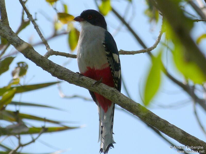 Trogon de Cuba