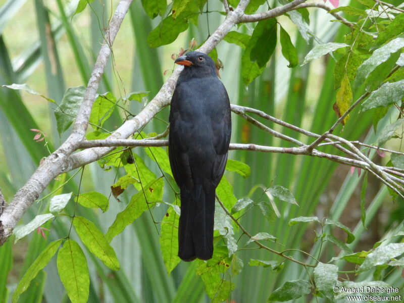 Slaty-tailed Trogon female