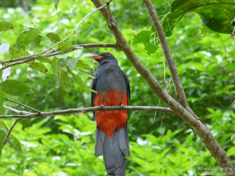 Trogon de Masséna femelle