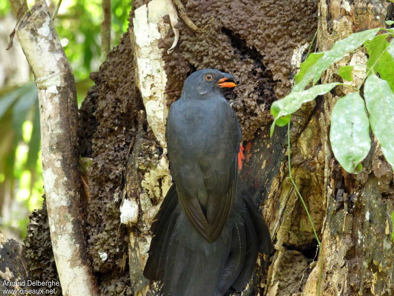 Trogon de Masséna femelle, régime, mange