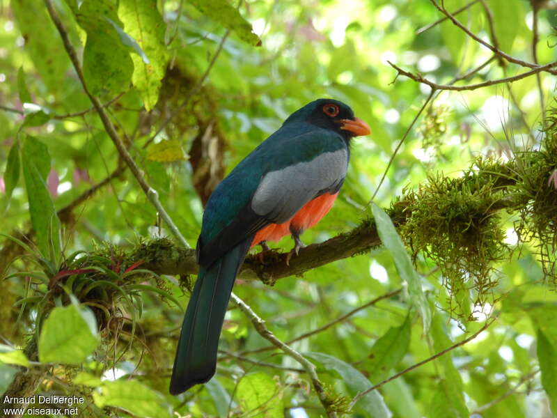 Trogon de Masséna mâle adulte, identification