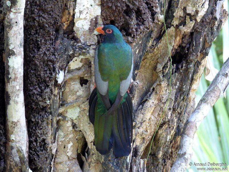 Trogon de Masséna mâle