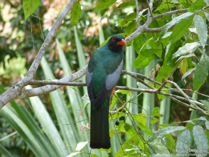 Trogon de Masséna mâle