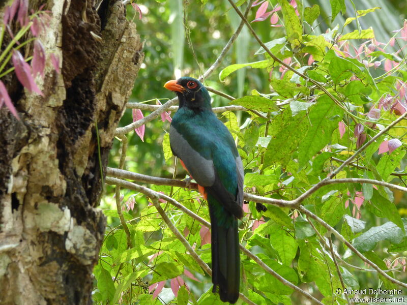 Slaty-tailed Trogon male