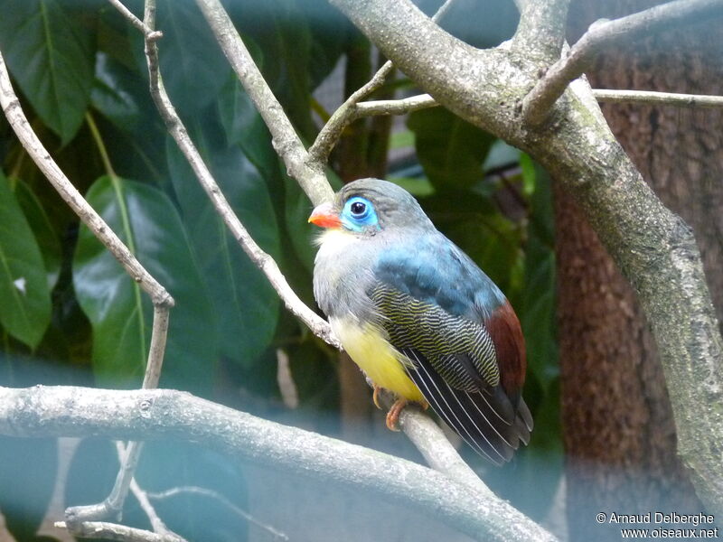 Trogon de Sumatra