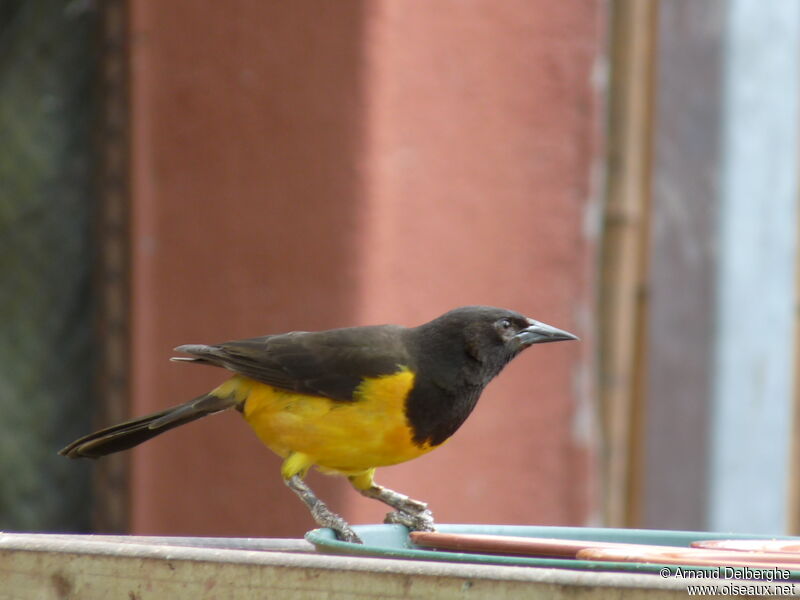 Yellow-rumped Marshbird