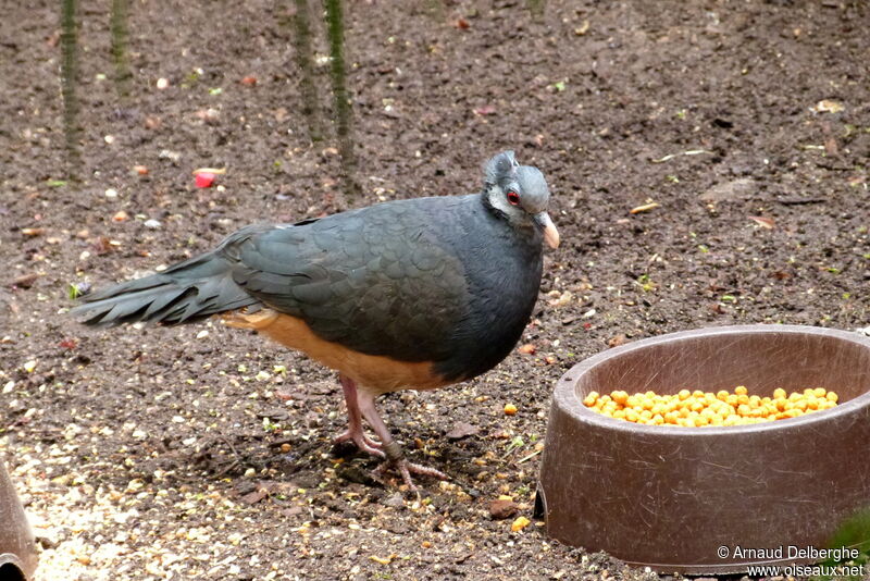 Thick-billed Ground Pigeon