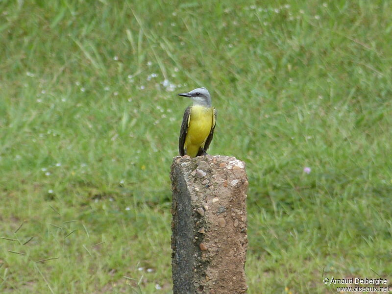 White-throated Kingbird