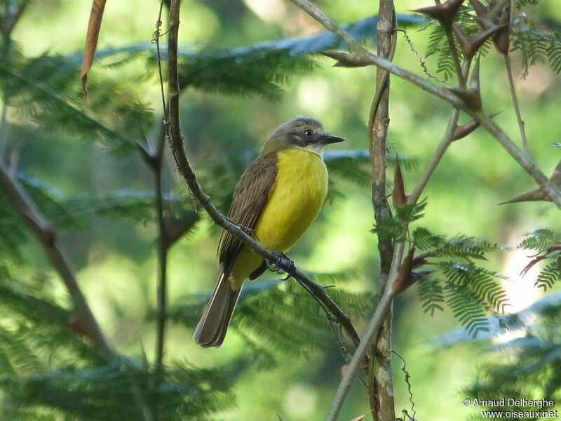 Grey-capped Flycatcher