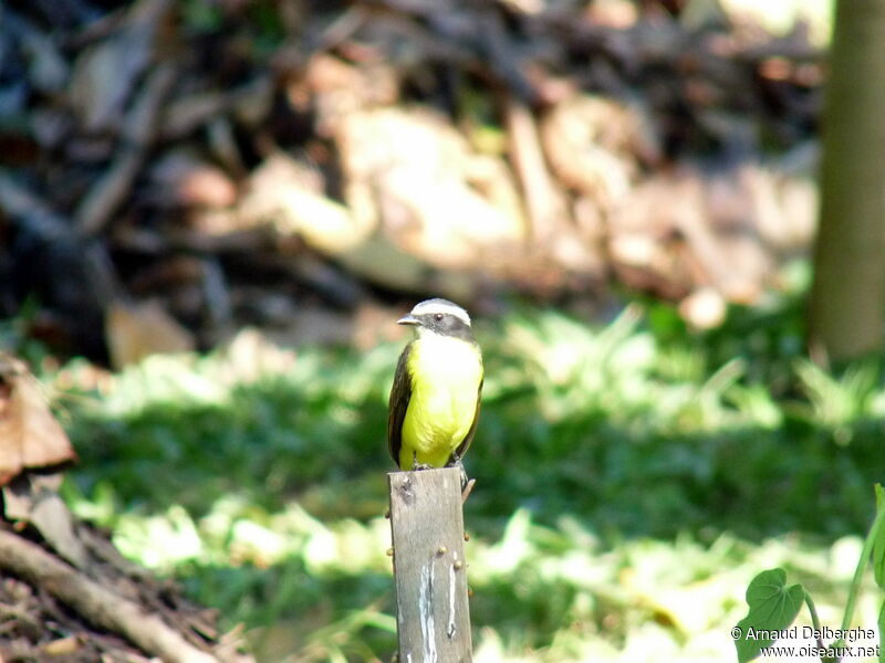 Rusty-margined Flycatcher