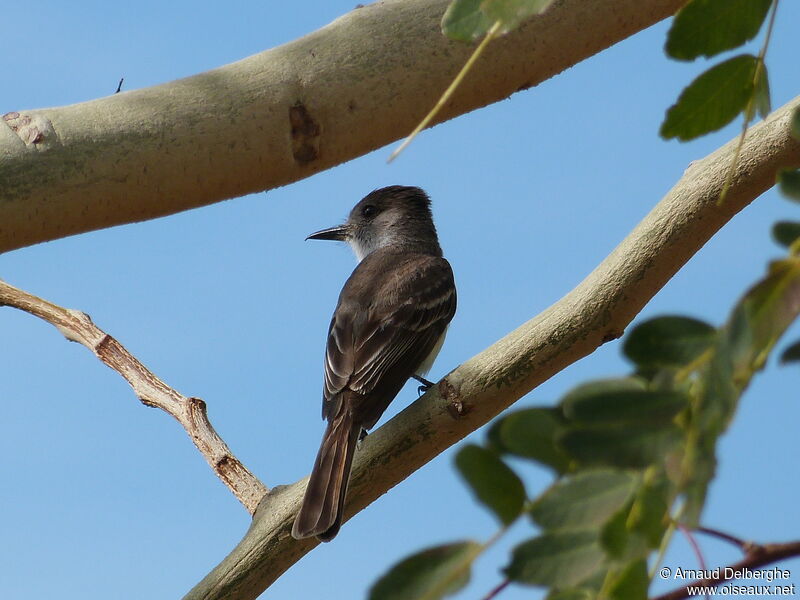 La Sagra's Flycatcher