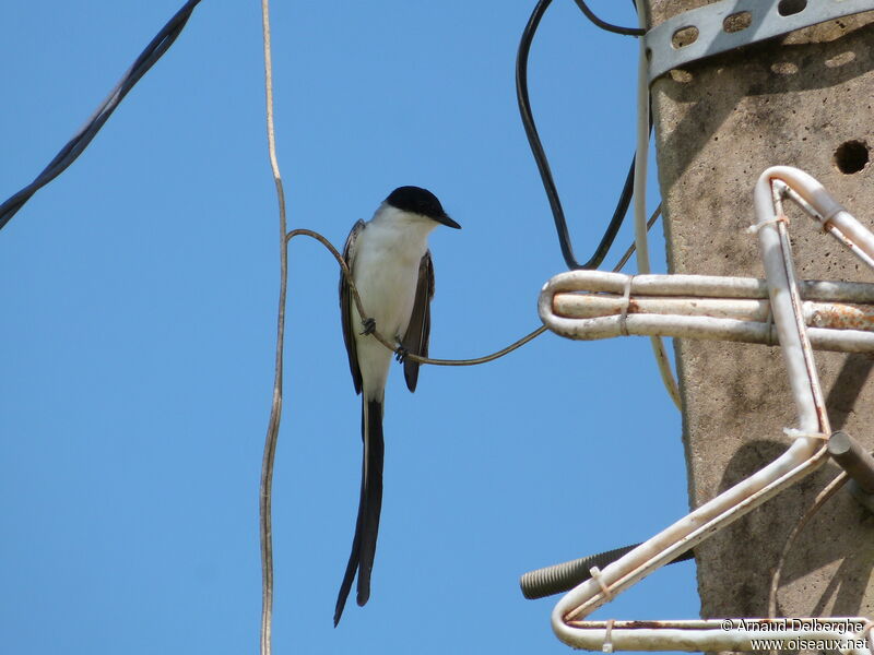 Fork-tailed Flycatcher